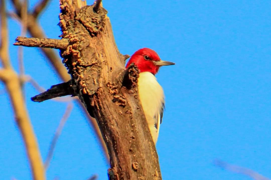 Red-headed Woodpecker - ML209852961