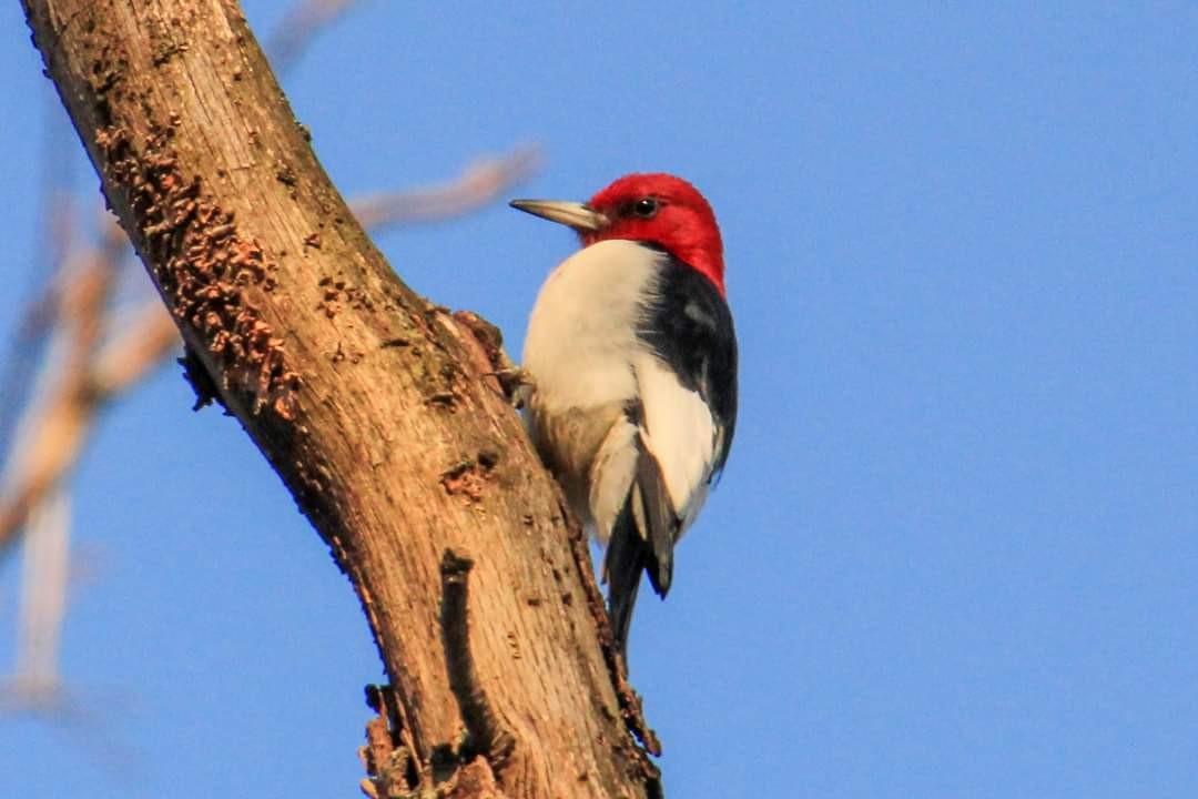 Red-headed Woodpecker - ML209852981