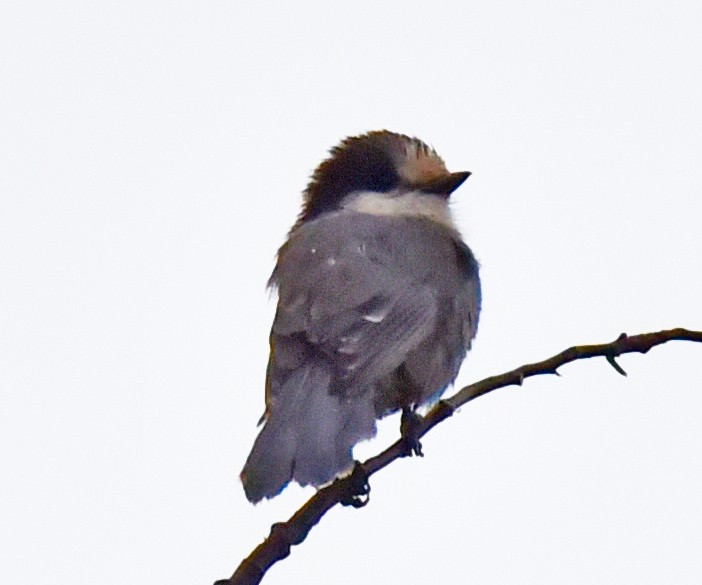 Mésangeai du Canada - ML209853071