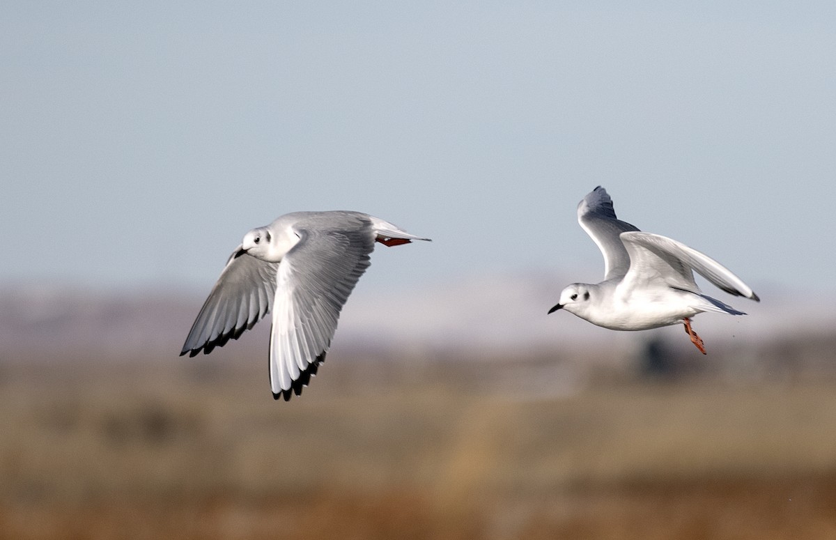 Bonaparte's Gull - ML20985331