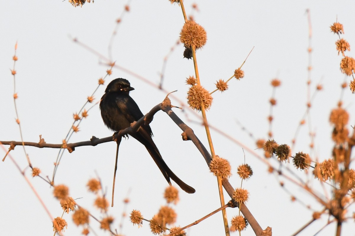 Black Drongo - ML209855231