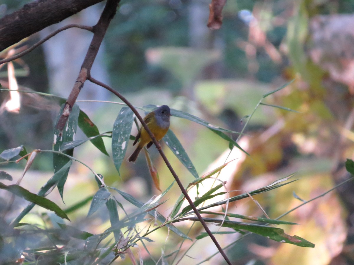 Gray-headed Canary-Flycatcher - Dharmendra Pare