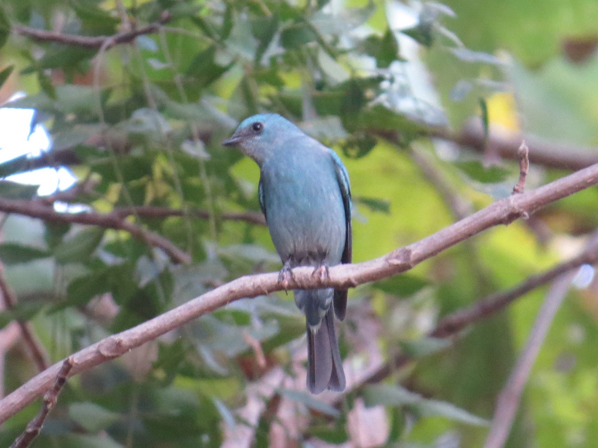 Verditer Flycatcher - ML209856321