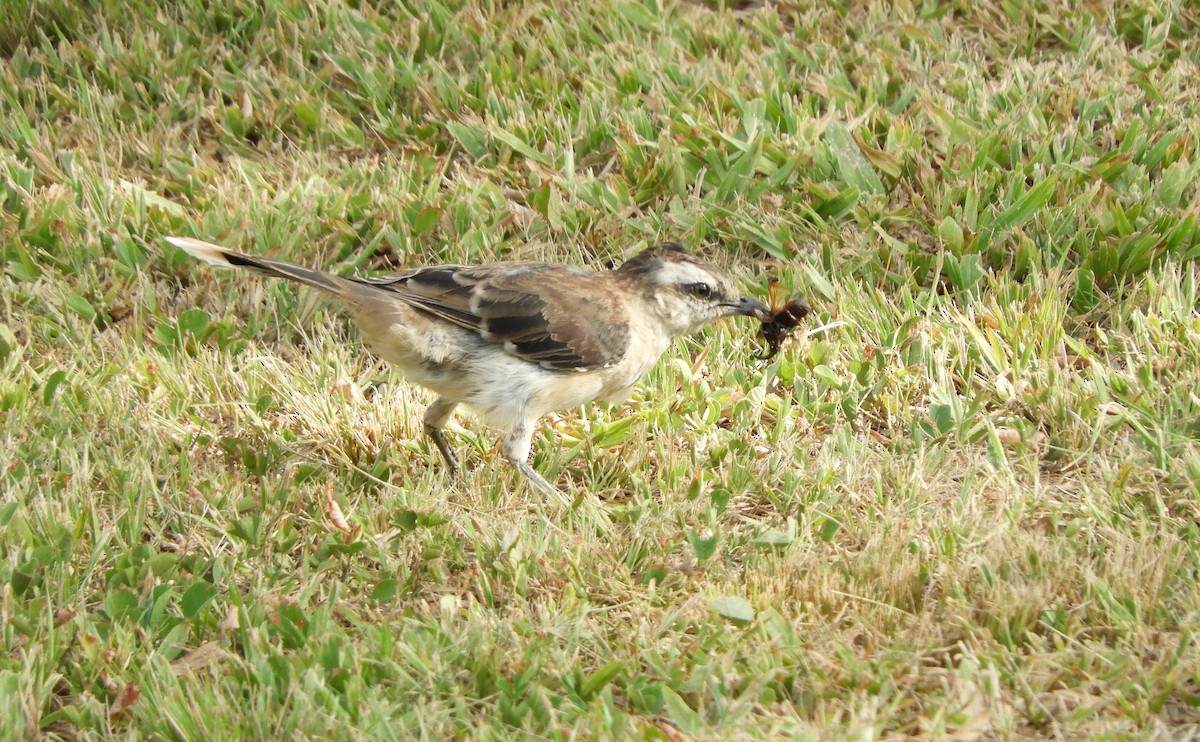 Chalk-browed Mockingbird - ML209856701