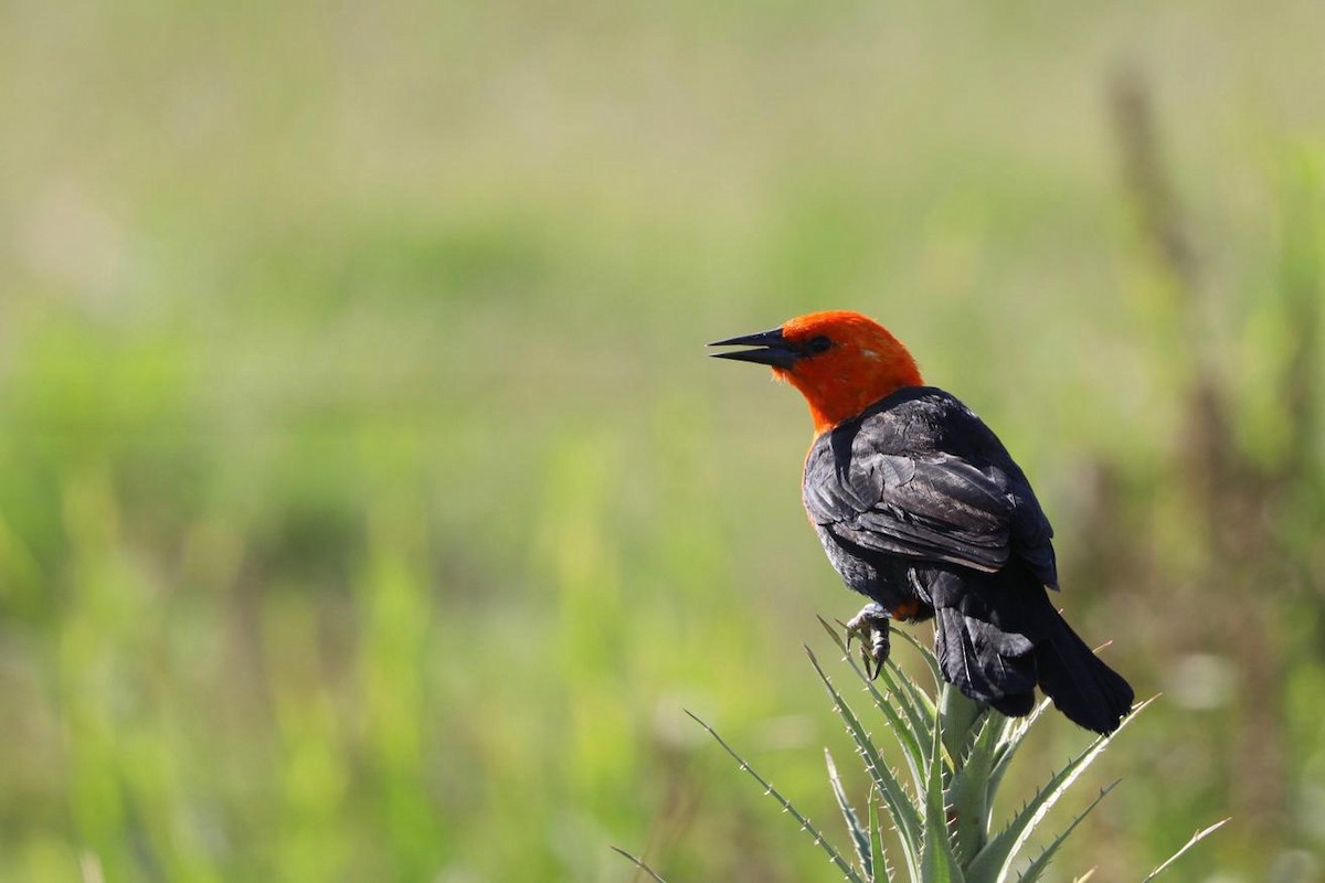 Scarlet-headed Blackbird - ML209857761