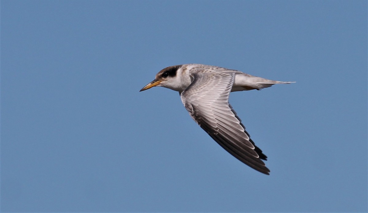 Yellow-billed Tern - ML209859651