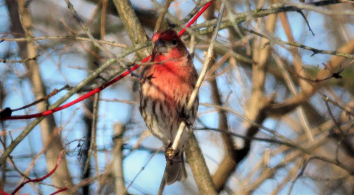 House Finch - ML209860631