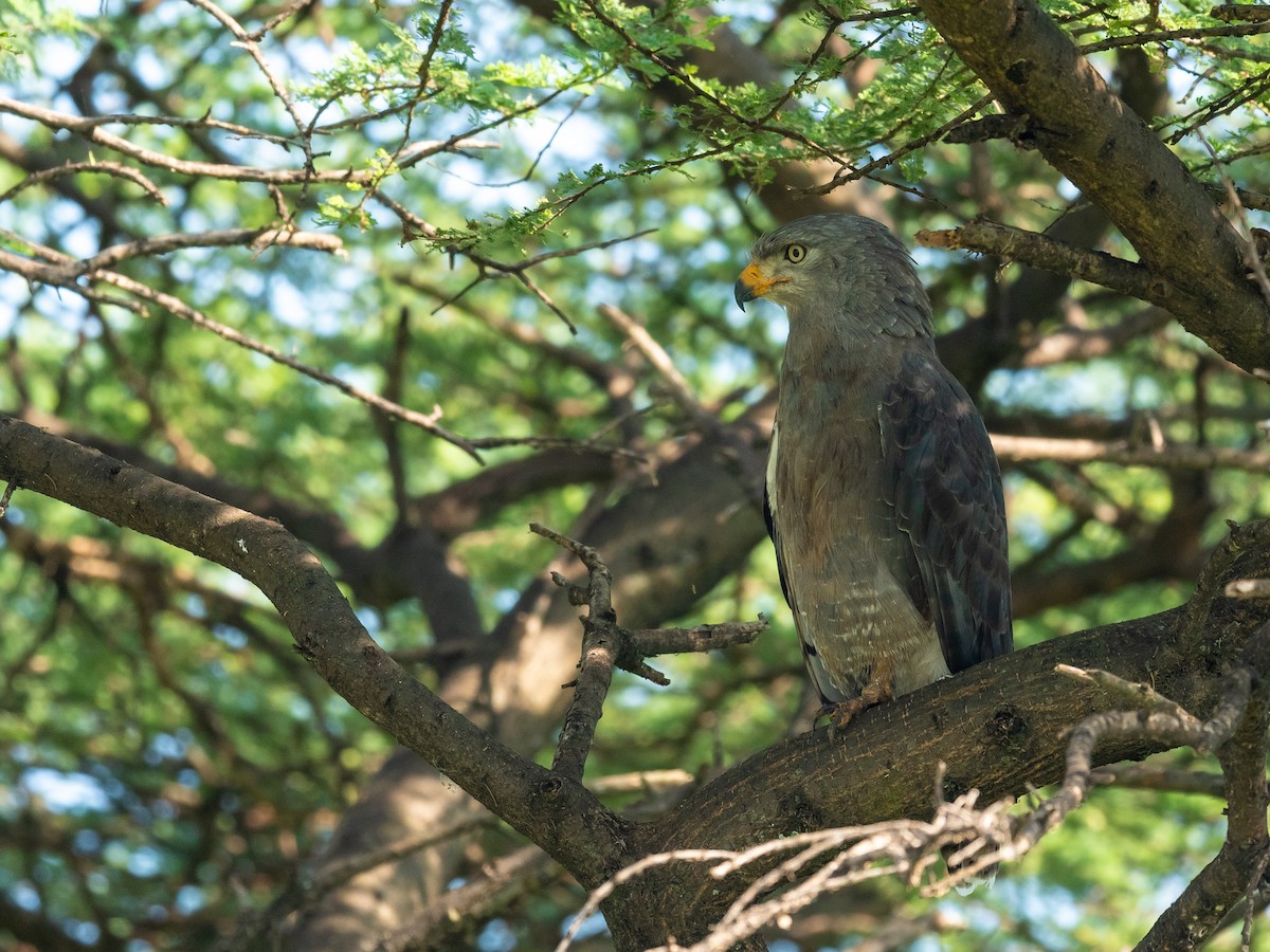 Banded Snake-Eagle - ML209860771