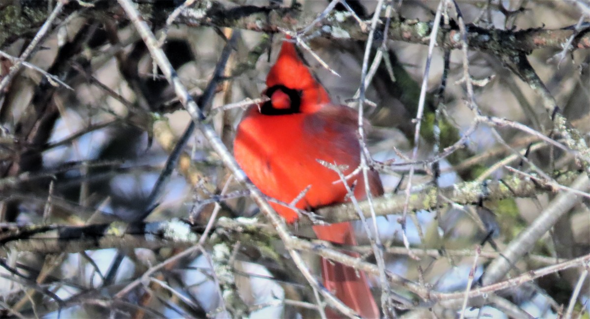 Cardinal rouge - ML209860911
