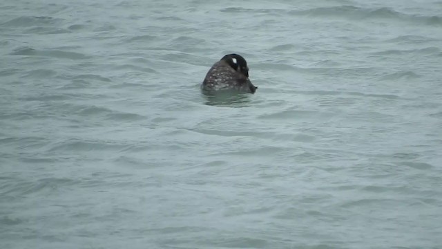 Harlequin Duck - ML209861271