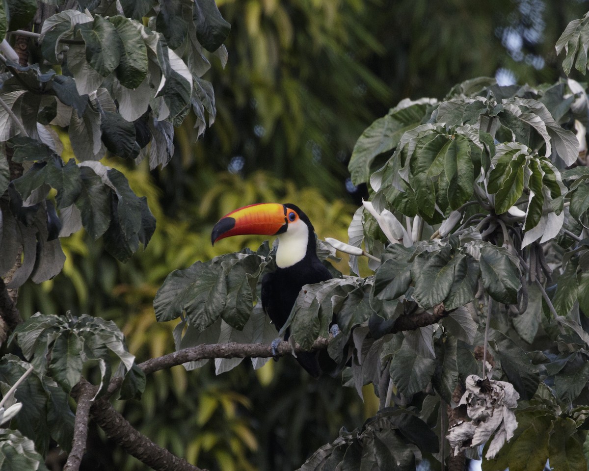 Toco Toucan - Silvia Faustino Linhares