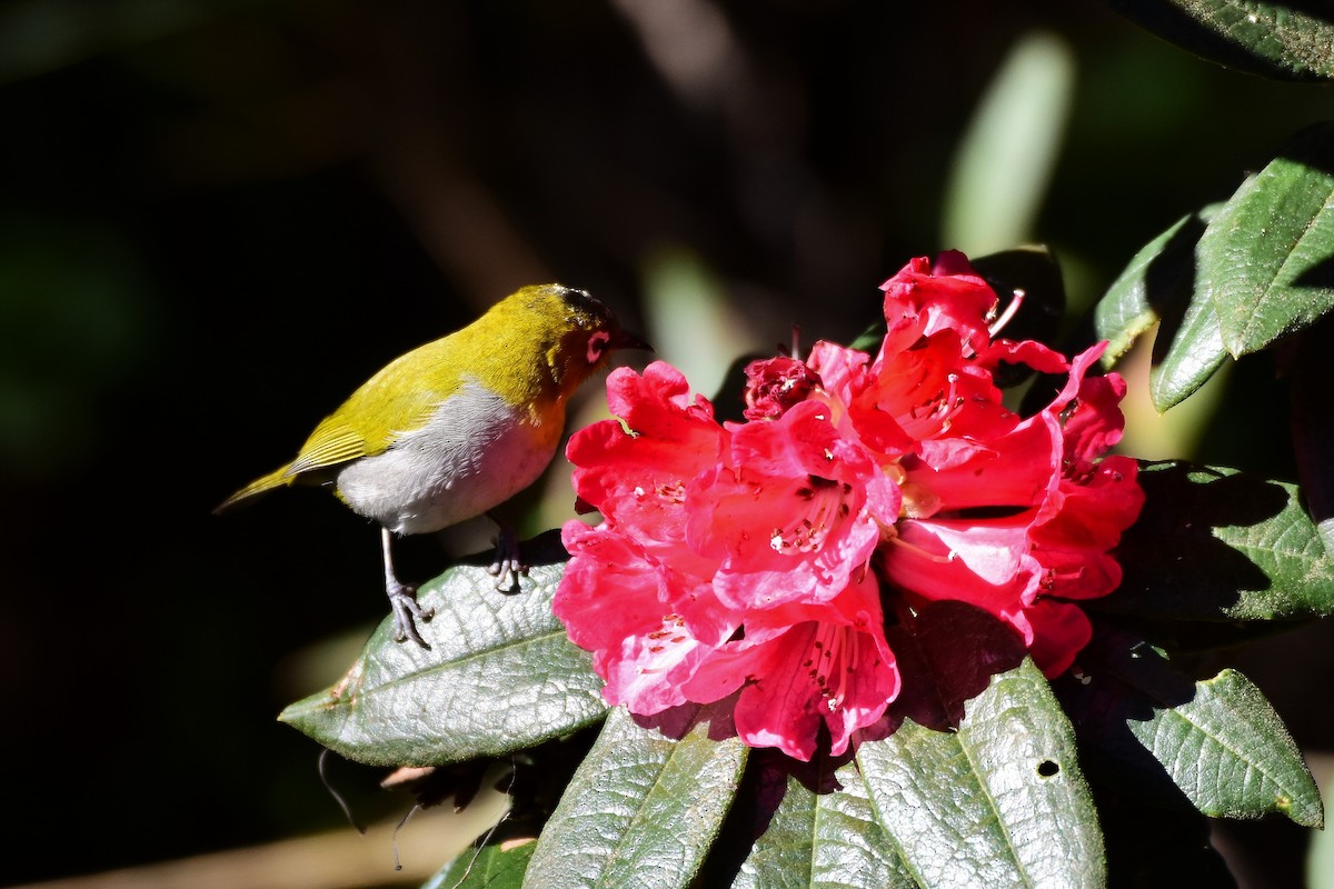 Indian White-eye - ML209862131