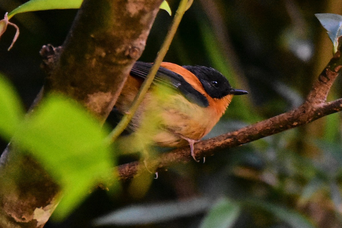 Black-and-orange Flycatcher - ML209862181