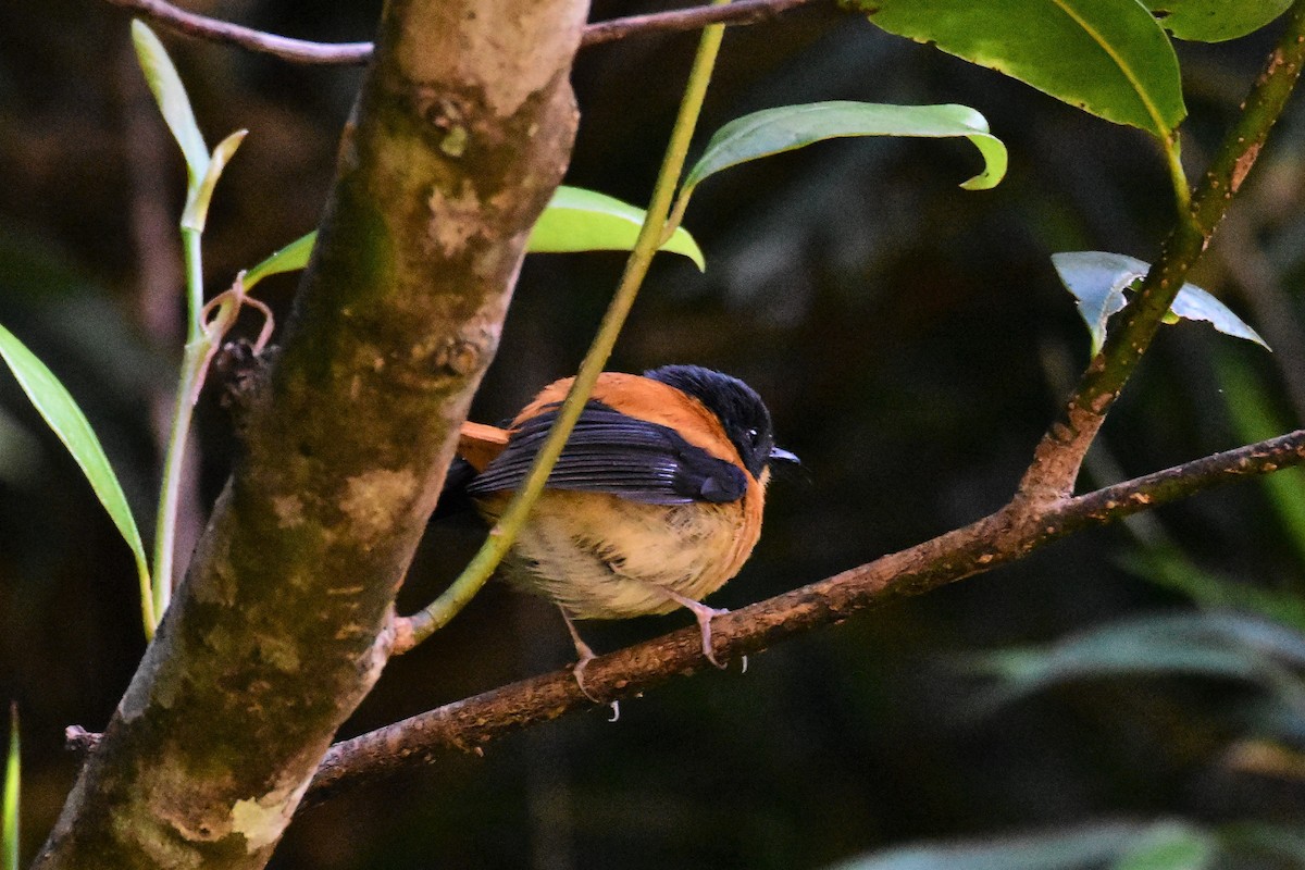Black-and-orange Flycatcher - ML209862211