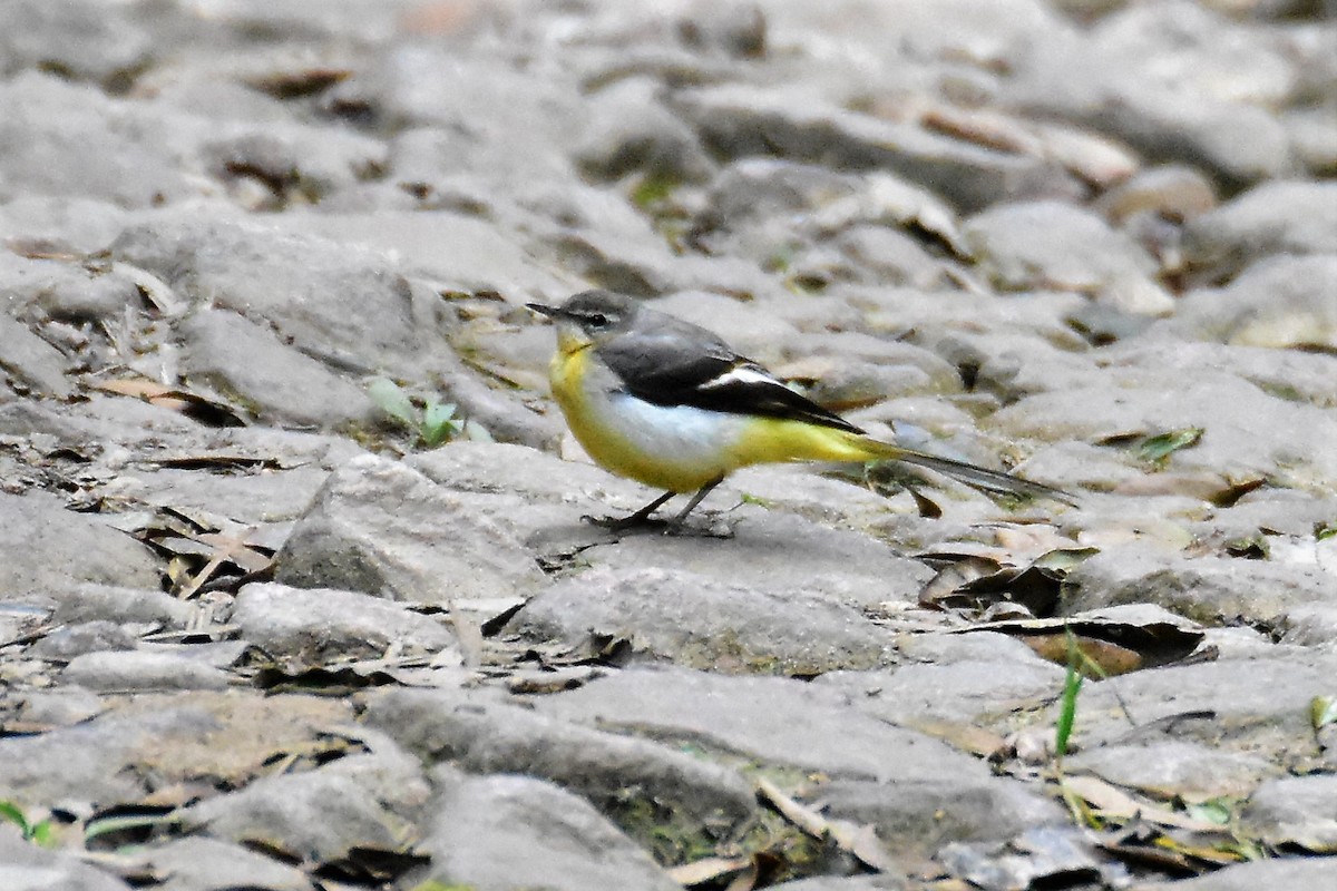 Уулын цэгцгий - ML209862281