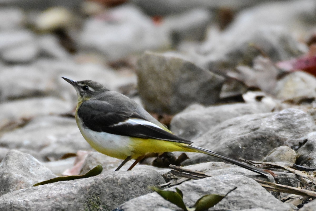 Уулын цэгцгий - ML209862301