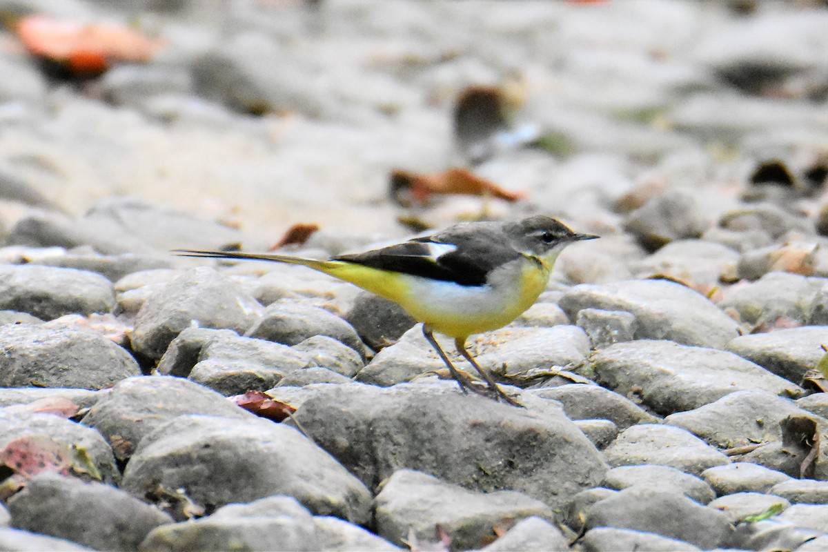 Уулын цэгцгий - ML209862331