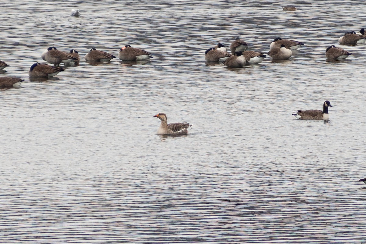 Graylag Goose (Domestic type) - ML209863751