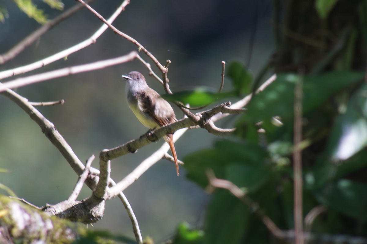 Great Crested Flycatcher - ML20986591