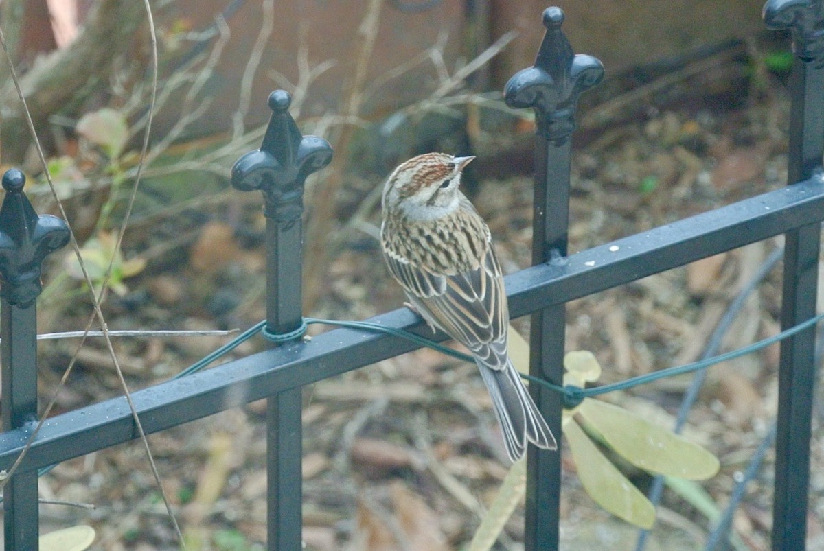 Chipping Sparrow - ML209866081