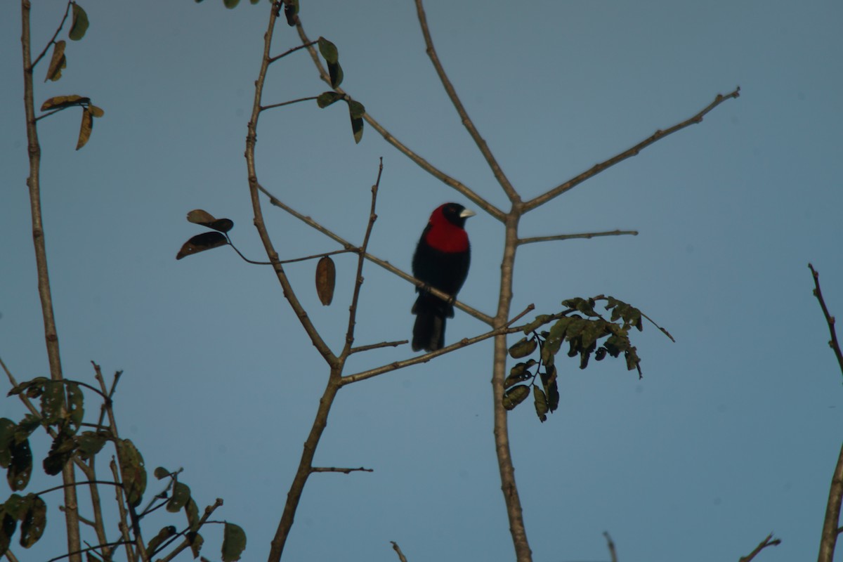 Crimson-collared Tanager - ML20986851