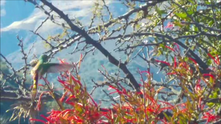 Red-tailed Comet - ML209868761