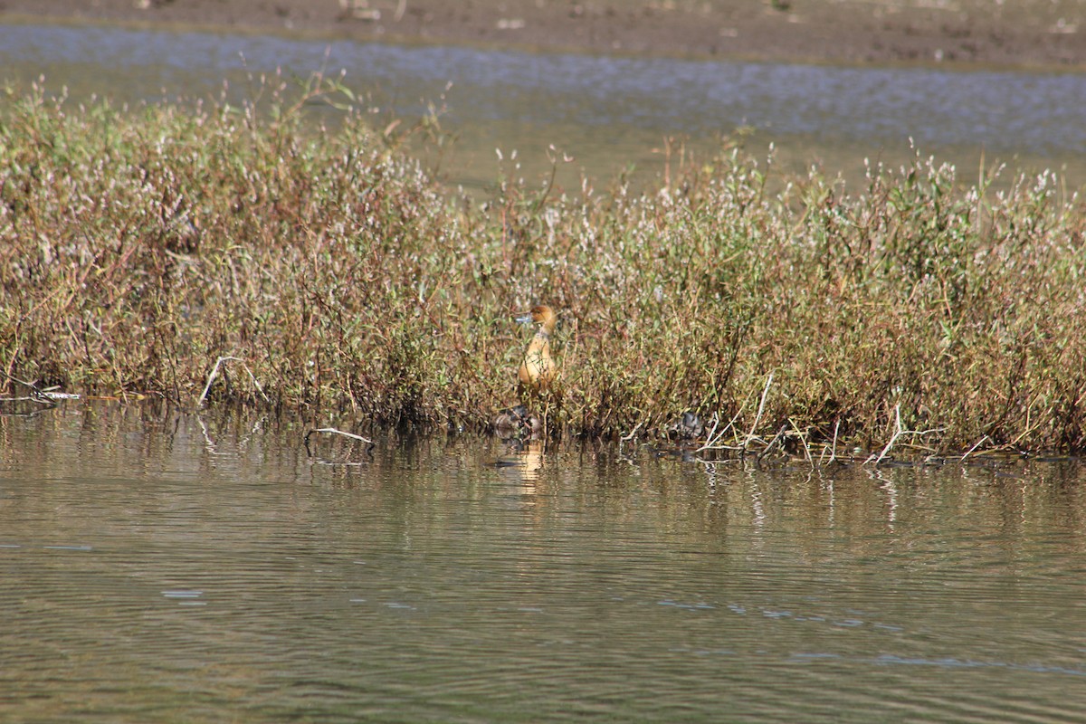 Dendrocygne fauve - ML209869101