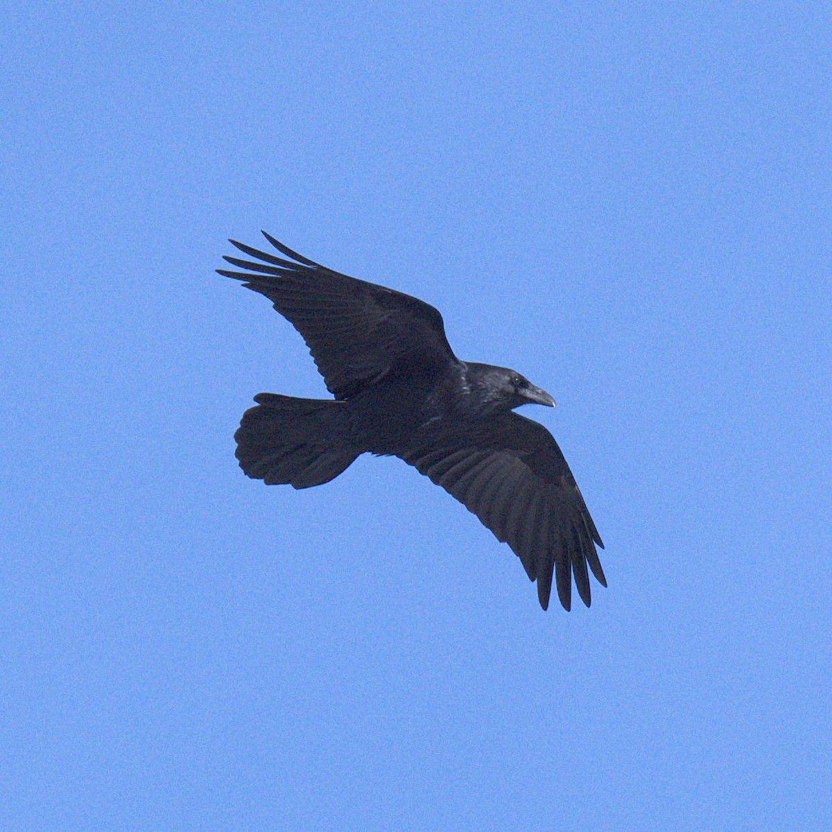 Common Raven - ML209869231