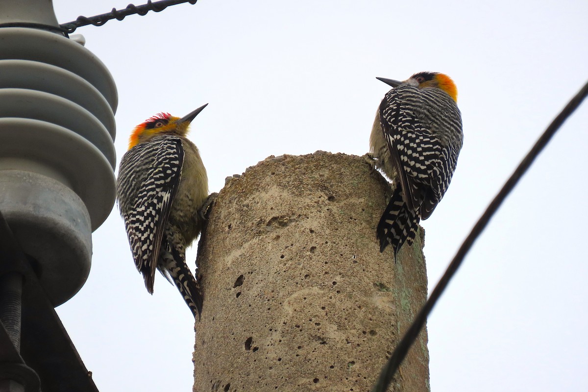 Golden-cheeked Woodpecker - ML209870021