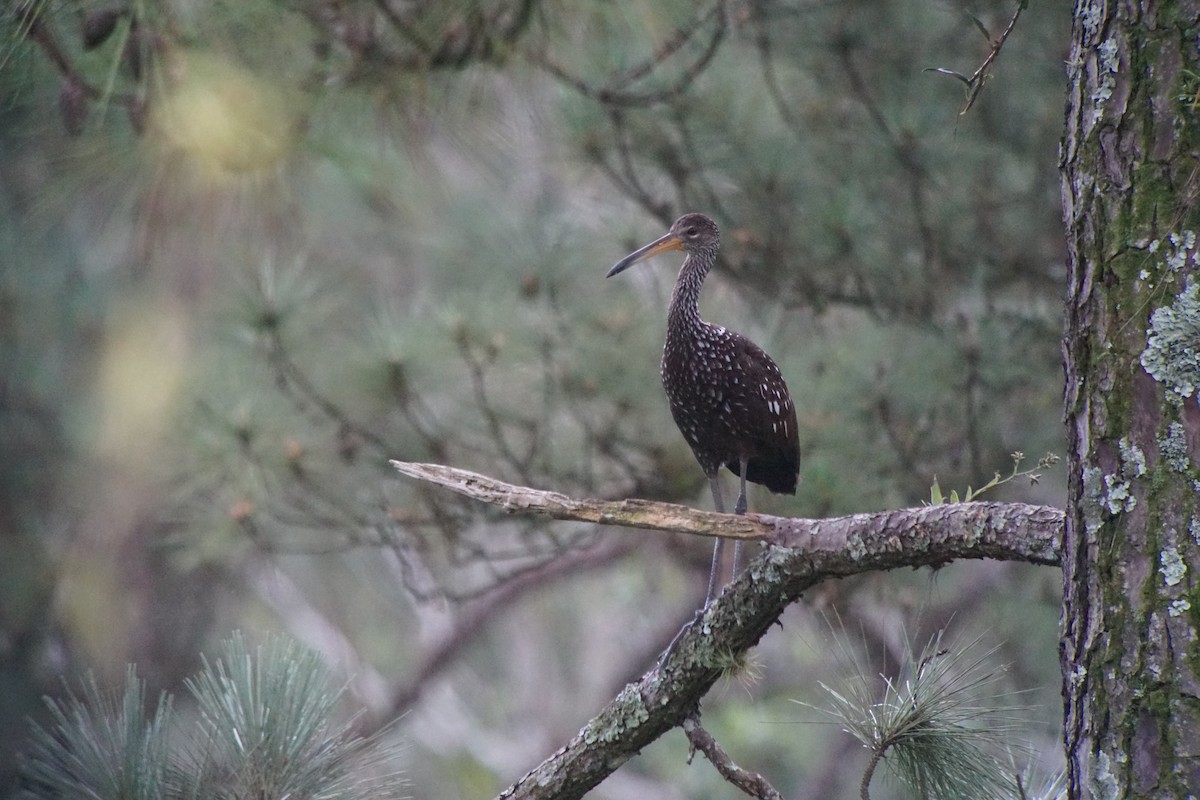Limpkin - ML20987011