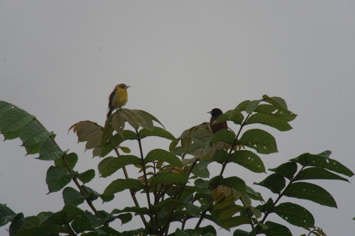 Orchard Oriole - ML20987081