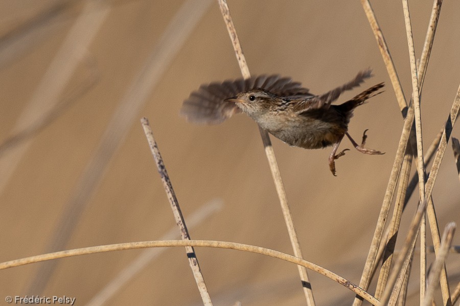 Wren-like Rushbird - ML209870901