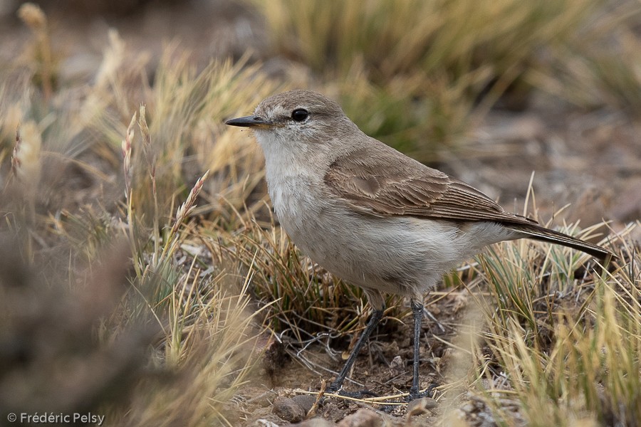 Spot-billed Ground-Tyrant - ML209871311