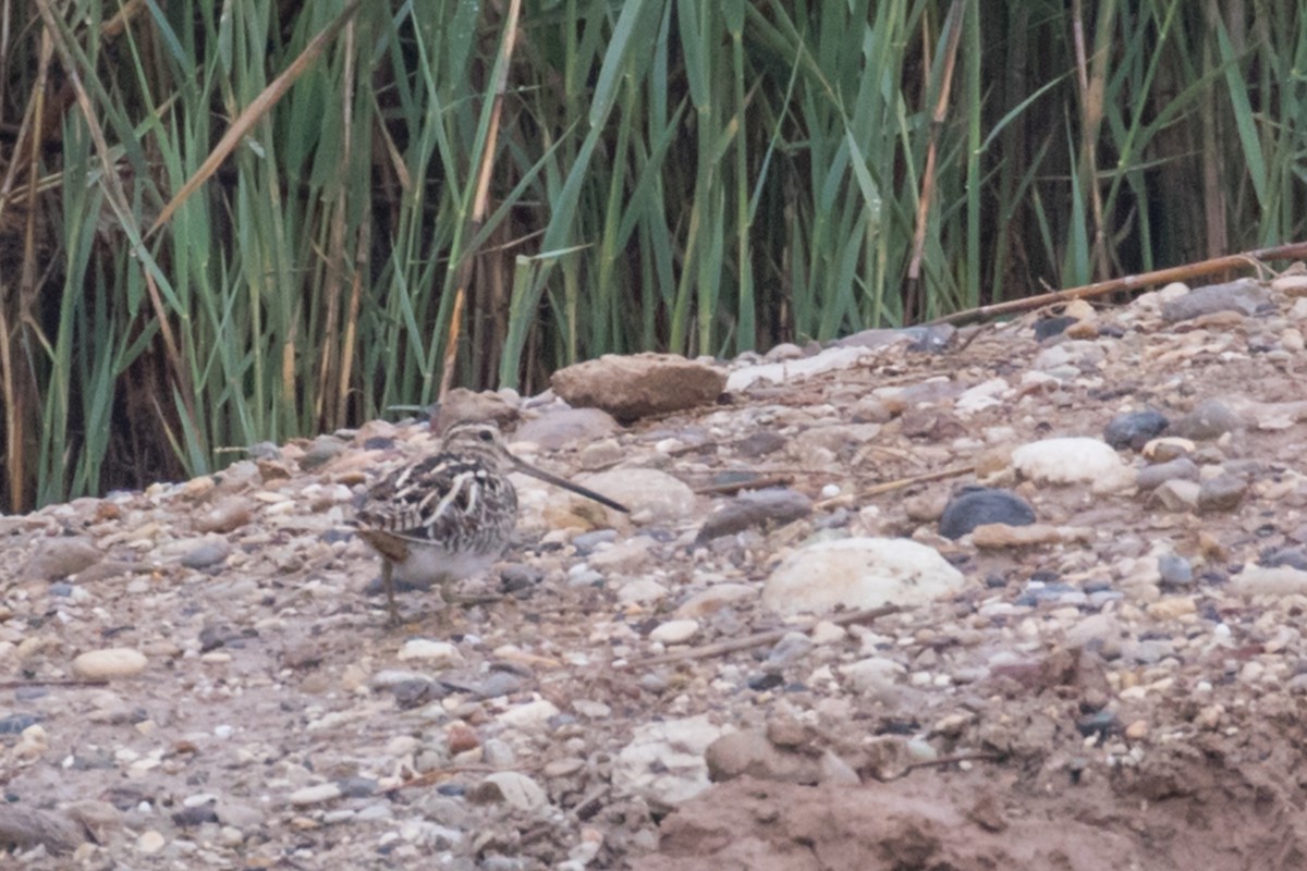 Common Snipe - Dorna Mojab