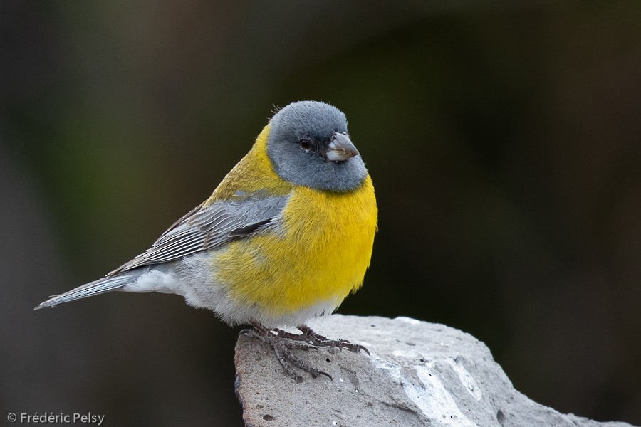 Gray-hooded Sierra Finch - ML209871701