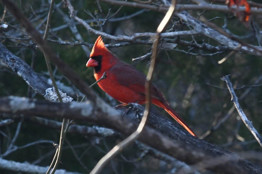 Northern Cardinal - ML209872501