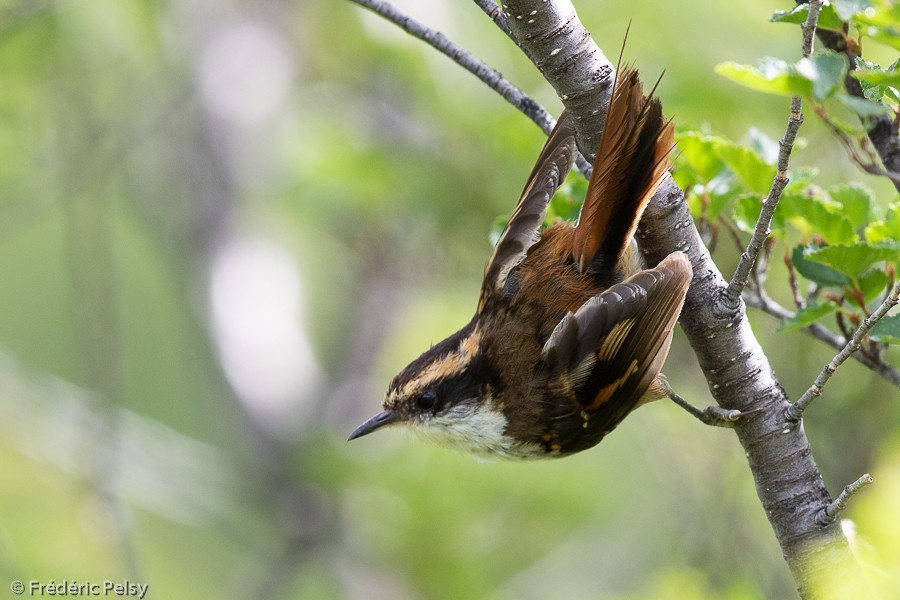 Thorn-tailed Rayadito - Frédéric PELSY