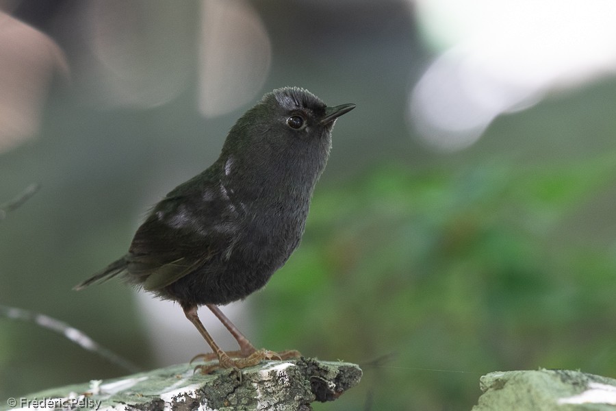 Magellanic Tapaculo - ML209874211