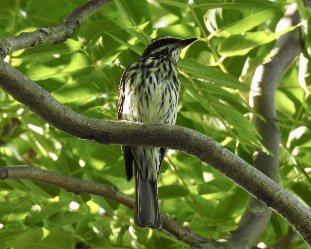 Streaked Flycatcher - ML209875611