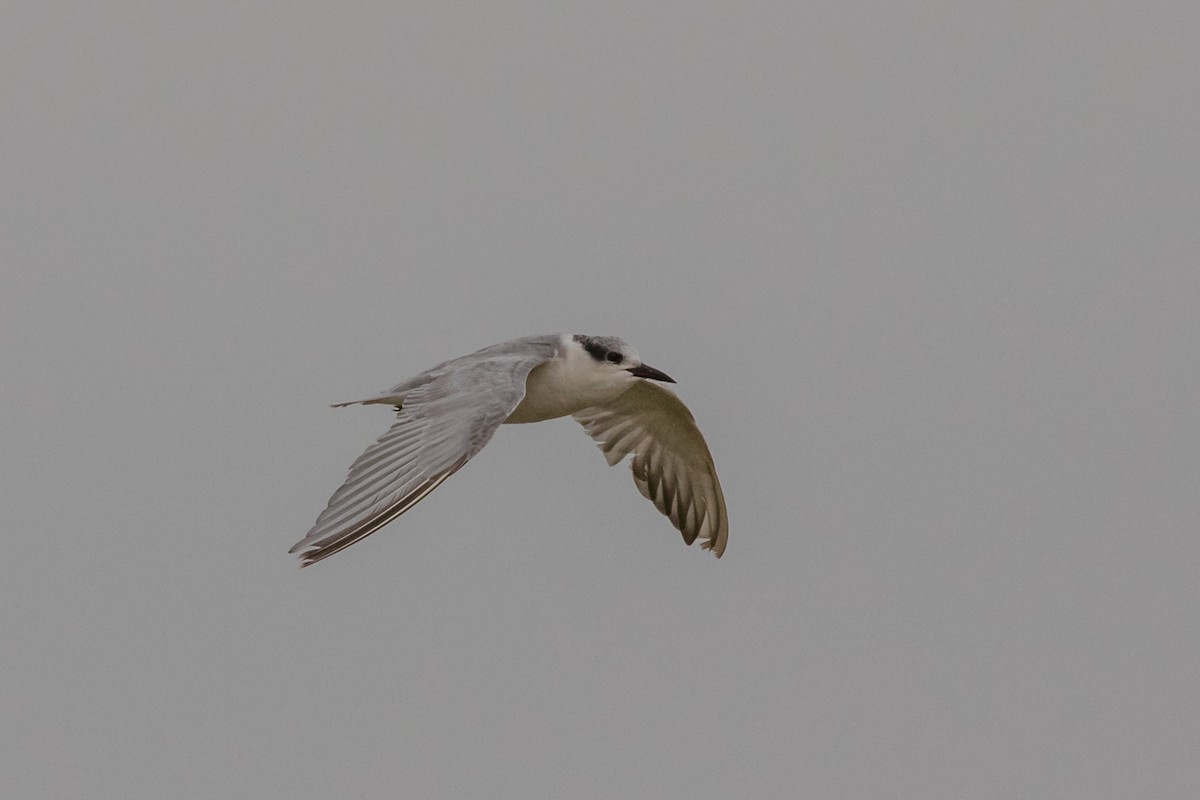 Whiskered Tern - ML209875651