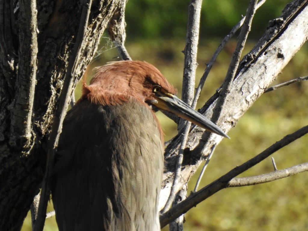 Rufescent Tiger-Heron - ML209876571