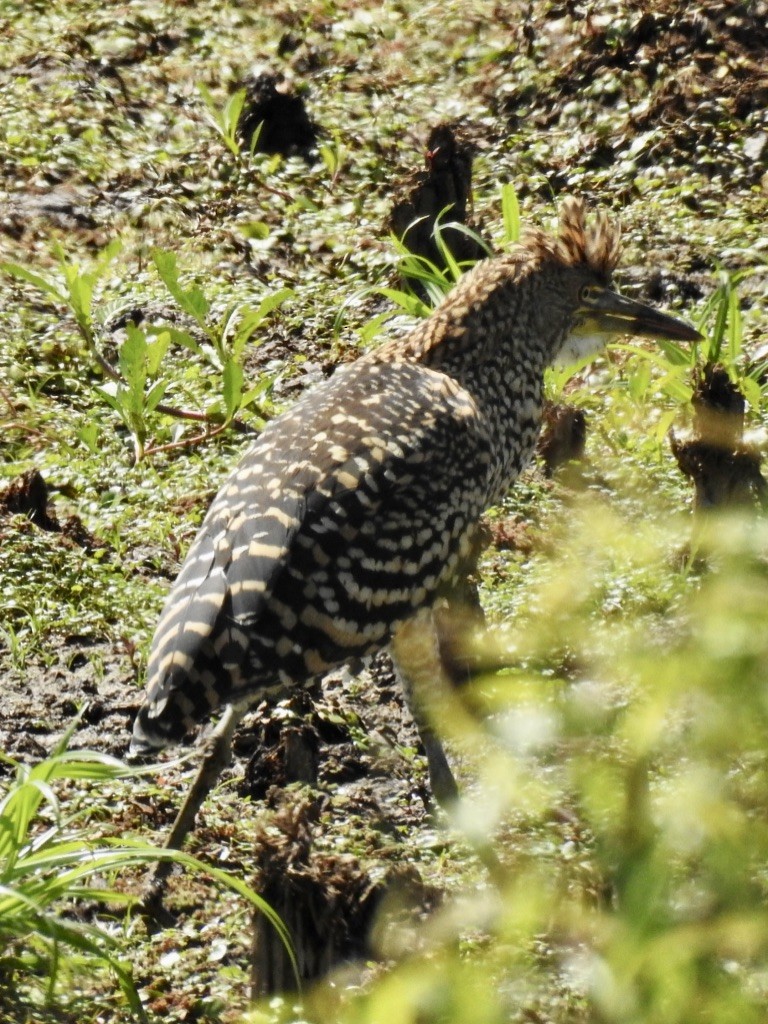 Rufescent Tiger-Heron - ML209876941