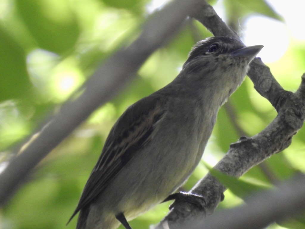 White-winged Becard - ML209877731