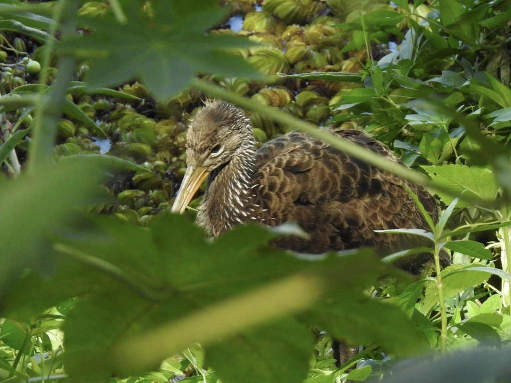 Limpkin - ML209878201