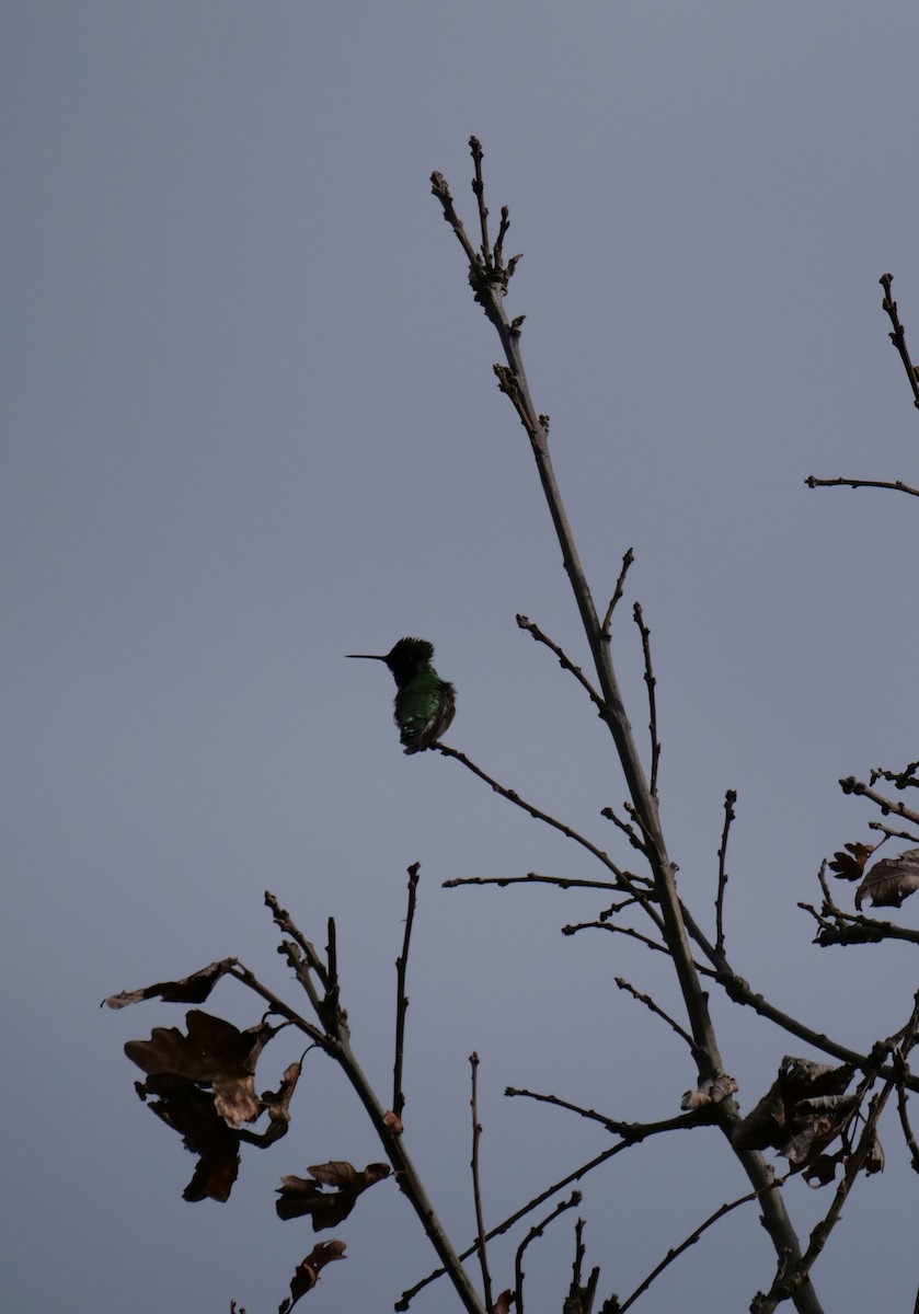 Anna's Hummingbird - ML209878531