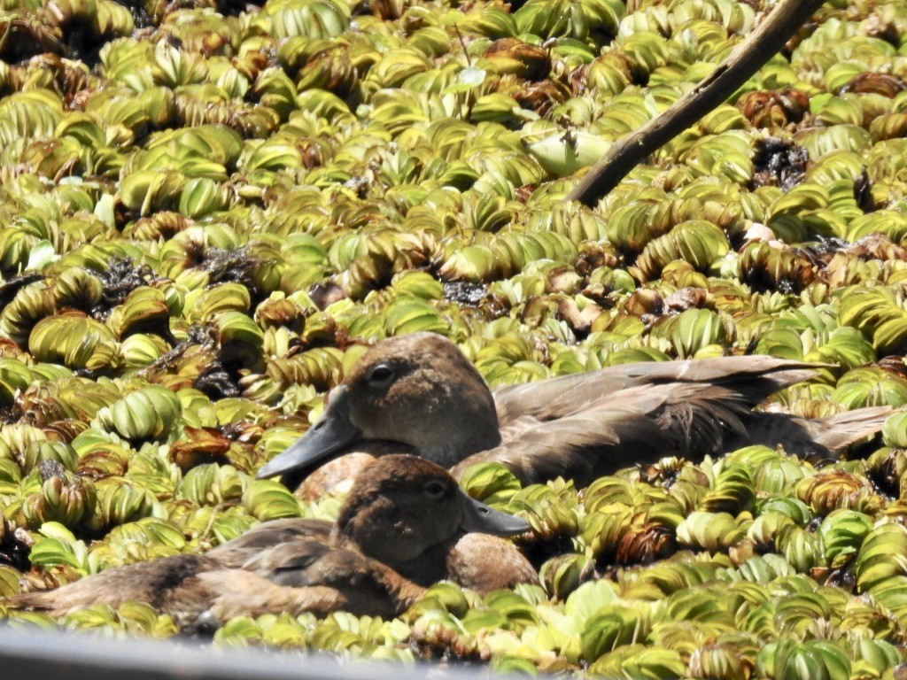 Rosy-billed Pochard - ML209879131