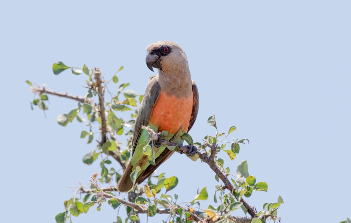 papoušek oranžovoprsý - ML209880851
