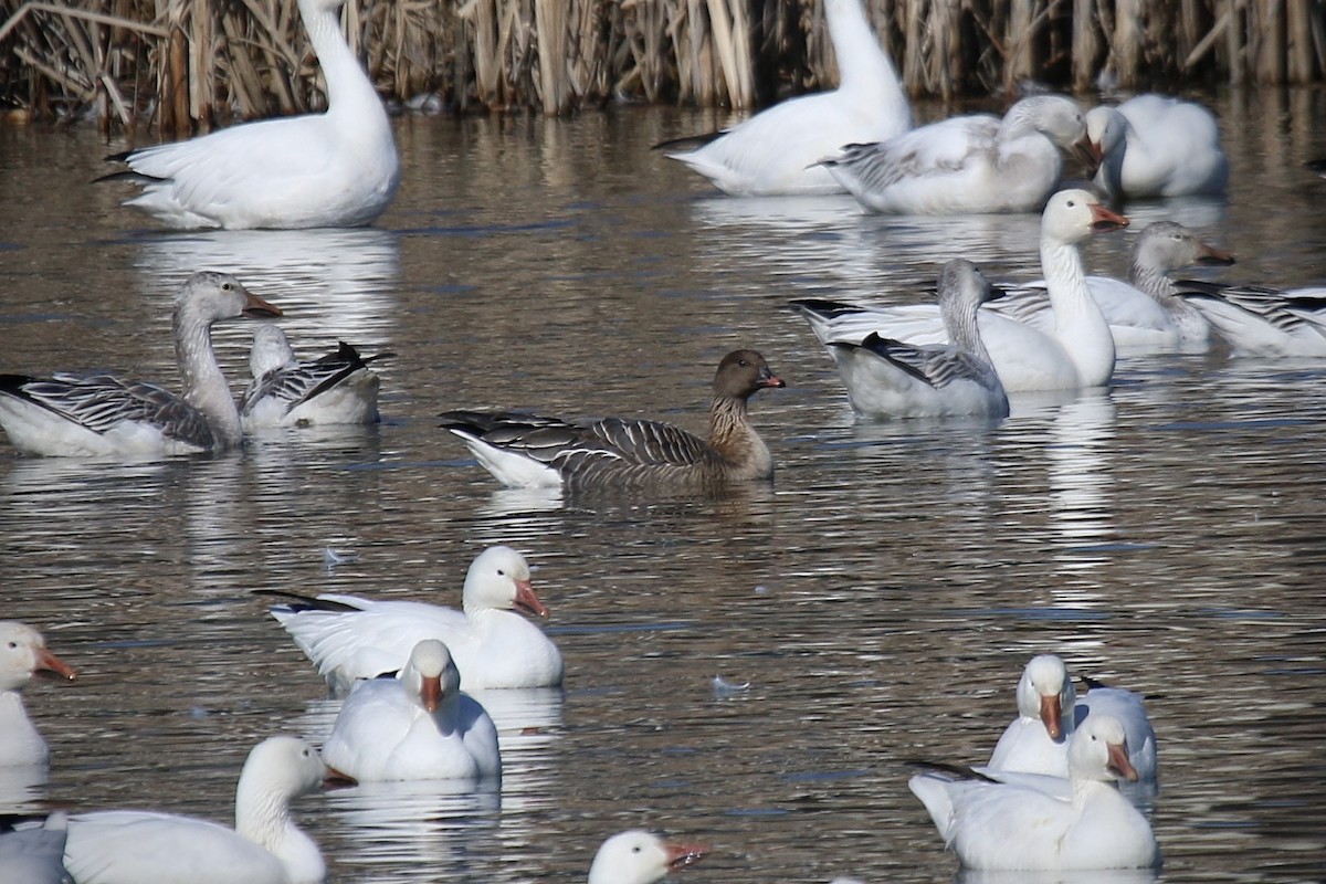 Pink-footed Goose - Jeremy Dominguez