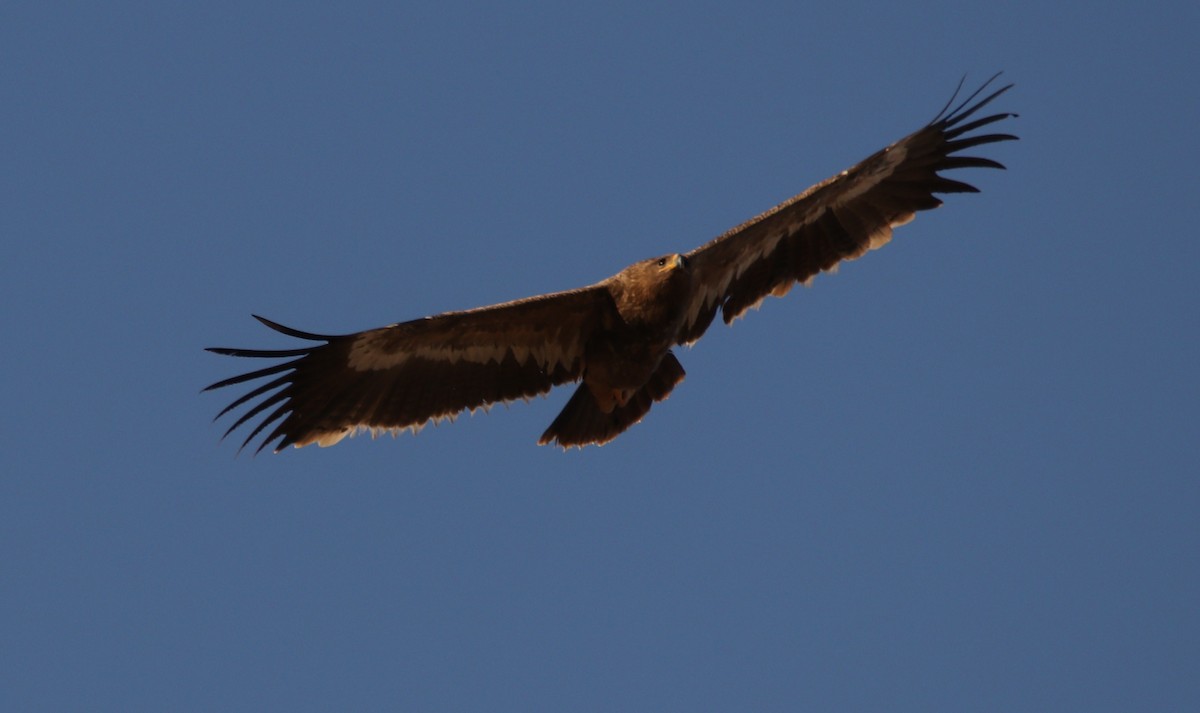 Steppe Eagle - Bhaarat Vyas