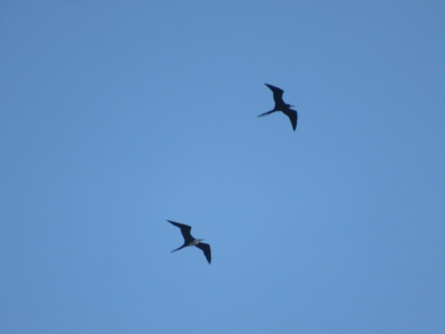 Magnificent Frigatebird - Barefoot Bay Birding Club